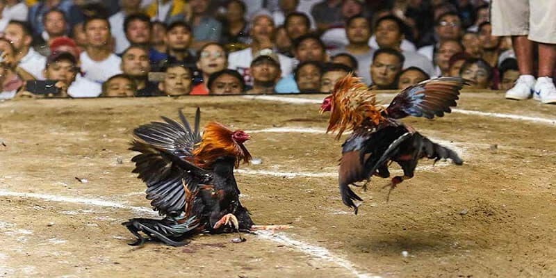 Giới thiệu đôi nét về đá gà trực tiếp Thomo C1